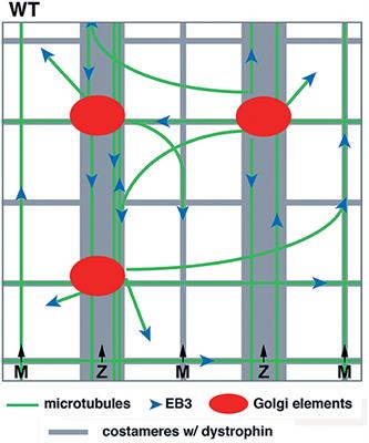 Misplaced Golgi Elements Produce Randomly Oriented Microtubules and Aberrant Cortical Arrays of Microtubules in Dystrophic Skeletal Muscle Fibers